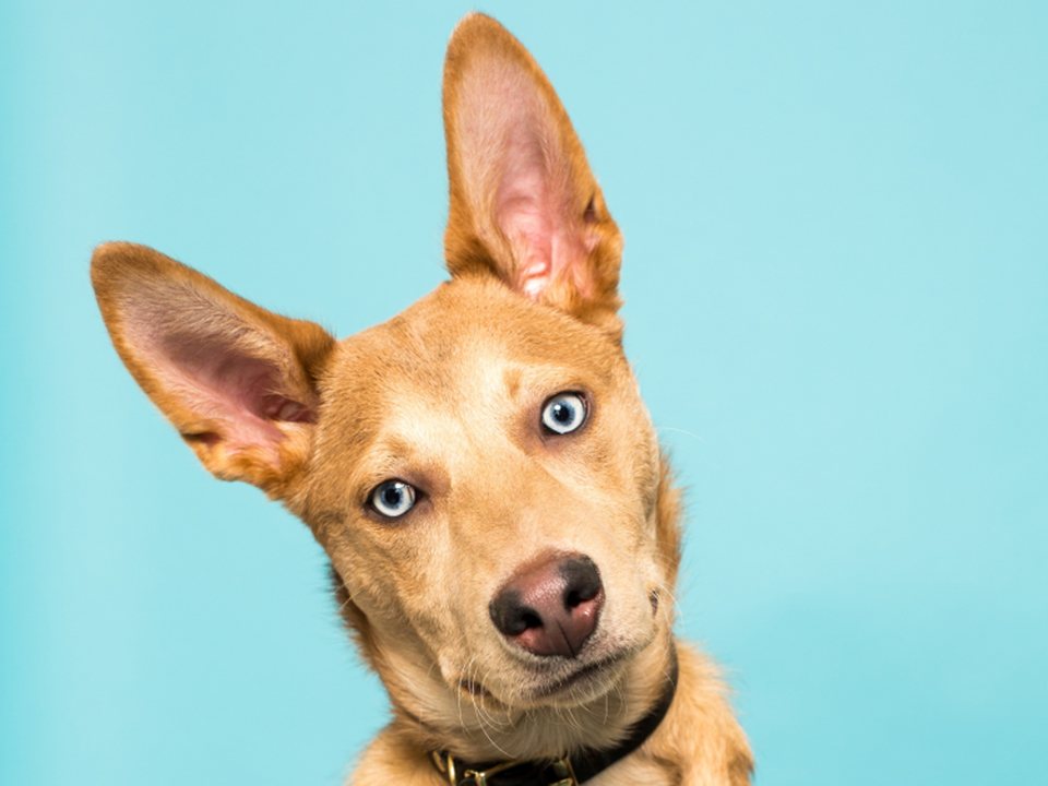 An attentive dog, head tilted, waiting for the signal.