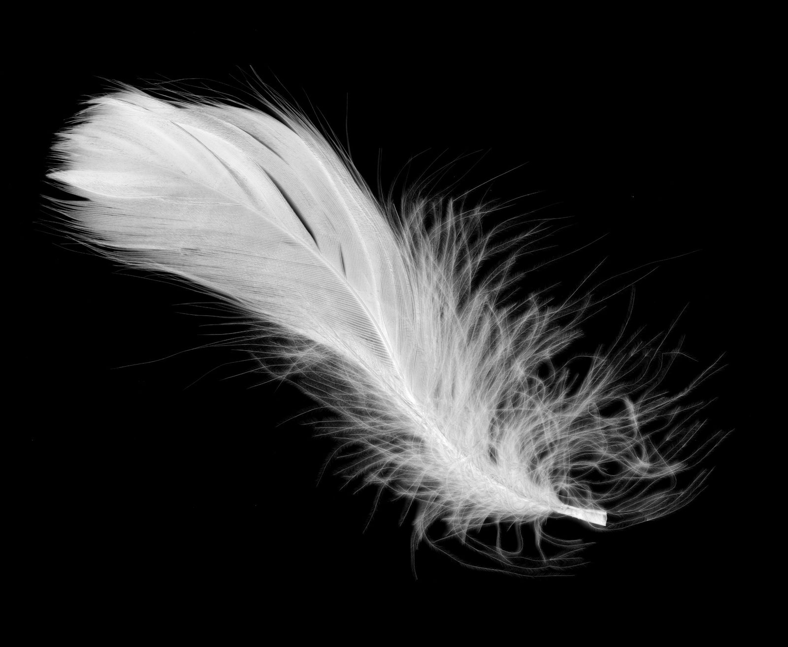 Una pluma a la deriva sobre negro &mdash; la forma de una desviaci&oacute;n gradual.